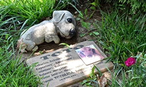 cimitir animale jpg