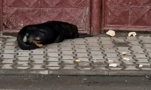 caine abandonat jpg